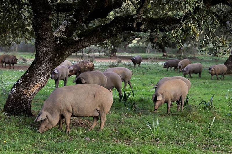 Jamones 100% ibéricos, diferencias y porqué son únicos