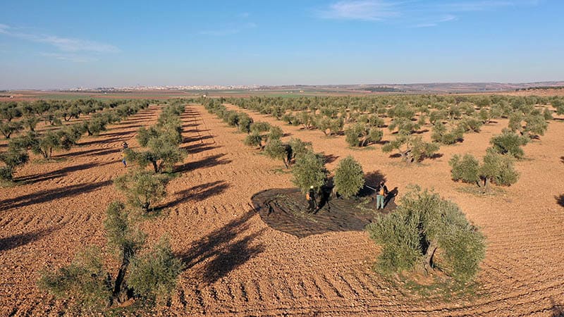 Oro la Senda, el AOVE de Castilla la Mancha que no deja de cosechar premios